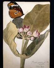 Fleur et papillon du désert dessinés par Frederick Stibbert
