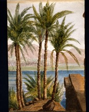 Palm trees along the Nile, drawn by Frederick Stibbert