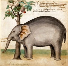 Indian elephant and parrots
