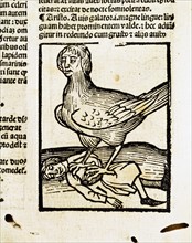 "Liber Chronicarum": harpy