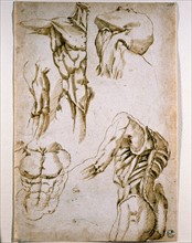 Montorsoli, Etudes anatomiques de différentes parties du corps humain