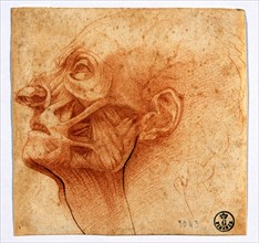 Clemente Bandinelli, Study of facial muscles