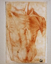 Bandinelli, Study of the muscles of the male back