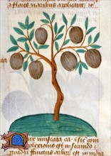"Tractatus De Herbis", The medical properties of nutmeg
