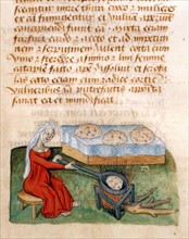 "Tractatus De Herbis", La cuisson des pains sucrés
