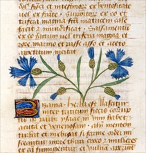 "Tractatus De Herbis", Les propriétés médicinales du Bleuet des champs
