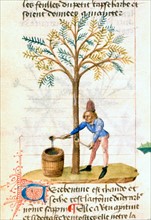 "Tractatus De Diversis Herbis", La récolte de la térébenthine