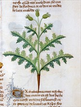 "Tractatus De Diversis Herbis", Les propriétés médicinales du "Tribulus Marinus"
