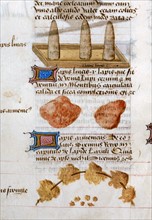 "Tractatus De Herbis", Utilisation et propriétés des minéraux en pharmacie