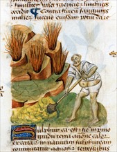 "Tractatus De Herbis", La mine de soufre près du volcan