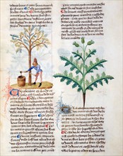 French miniature, The medical properties of the "Tribulus Marinus"