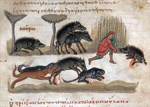 Oppian of Apamea, 'Cynegetica': Treatise on wild boar. Life, mating, food, hunt with dogs