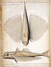 Beauchesne, Description d'un poisson trouvé à l'Ile Grande au Brésil