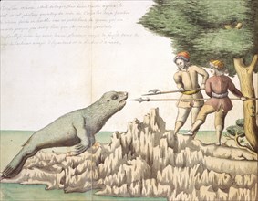 Beauchesne, Description d'un lion marin rencontré près du détroit de Magellan