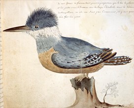 Beauchesne, Oiseau proche du geai de France, originaire du détroit de Magellan