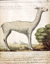 Beauchesne, Guanaco ou mouton du Pérou
