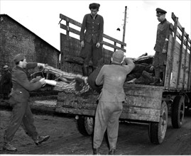 Au camp de Belsen, en Allemagne, des soldats  S.S. chargent des cadavres pour les enterrer.
(28 avril 1945)