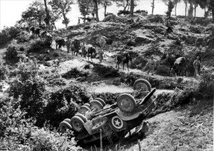 La Ve armée U.S. conduisant une caravane de mulets près de la "Gothic line", en Italie.
(Septembre 1944)
