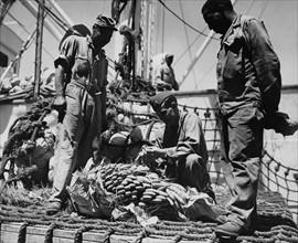 Le premier chargement de bananes arrive à Marseille. (15 juillet 1945)