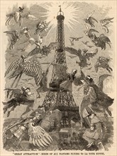 """Great Attraction"" - Birds of all Nations Flying to La Tour Eiffel""... ED