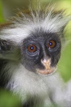 Zanzibar Red Colobus Monkey feeding in t..........