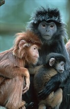 Javan Langur