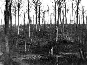 La forêt de Verdun dévastée