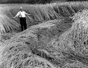 Rye fields devastated by the British Army