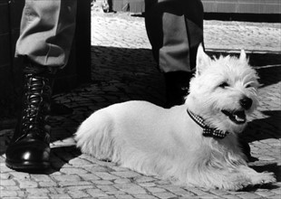 A dog as the mascot of the British army in Berlin