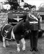The mascot of the British army in Berlin: a pony