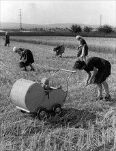 Post-war era - pickings on the fields
