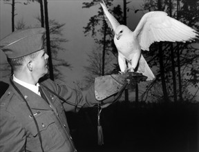 US soldier with white falcon
