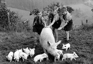 Third Reich - Hitler Youth with piglets 1937