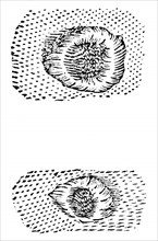 'Galileo's 1611 drawing of lunar craters. [c1655]...