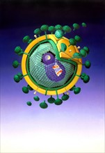 Modell des Aids-Virus