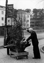 Postwar period: collecting wood for the winter