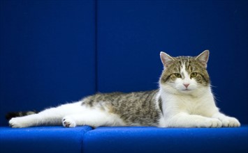 Larry the Downing Street Cat