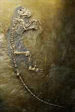 Fossil prosimian "Ida" firstly again united