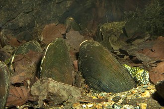 Flussperlmuschel, Flussperl-Muschel, Margaritifera margaritifera, freshwater pearl mussel (Scottish pearl mussel), eastern pearlshell