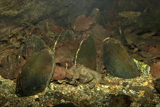 FluÃüperlmuschel, FluÃüperl-Muschel, Margaritifera margaritifera, freshwater pearl mussel (Scottish pearl mussel), eastern pearlshell