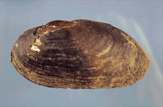 Flussperlmuschel, Margaritifera margaritifera, freshwater pearl mussel (Scottish pearl mussel), eastern pearlshell