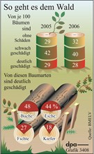 So geht es dem Wald