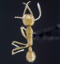 fourmi de Mars (Martialis heureka)