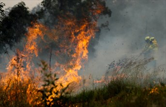 Firefighters battle the flames during bushfires near Taree, New South Wales, Australia, Nov. 11, 2019