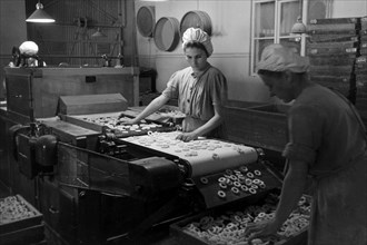 Arbeiterinnen bei der Süßwarenproduktion in der Süßwarenfabrik Oehler in Zeitz, Deutschland 1948.