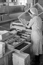 Arbeiterin bei der Süßwarenproduktion in der Süßwarenfabrik Oehler in Zeitz, Deutschland 1948.