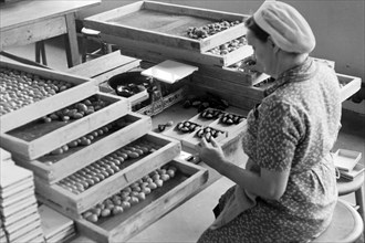 Arbeiterin bei der Süßwarenproduktion in der Süßwarenfabrik Oehler in Zeitz, Deutschland 1948.