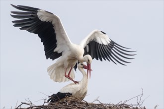 Two storksin their nest