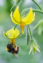 A bumblebee sits on a tomato flower in a green house of the Fontana Gartenbau GmbH in Manschnow,