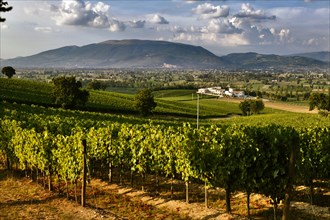 View of the vineyards and the Winery Arnaldo Caprai, Montefalco, Umbria, Italie